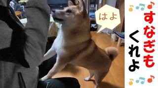 すなぎものおやつに夢中な柴犬 #犬のいる暮らし #癒し