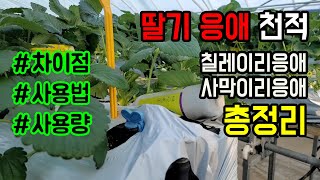 딸기 응애 천적, 칠레이리응애, 사막이리응애 차이점 사용법 사용량 총정리