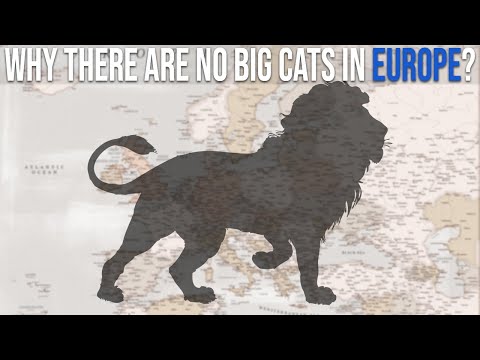 Why Don't Any Big Cats Live in Europe?