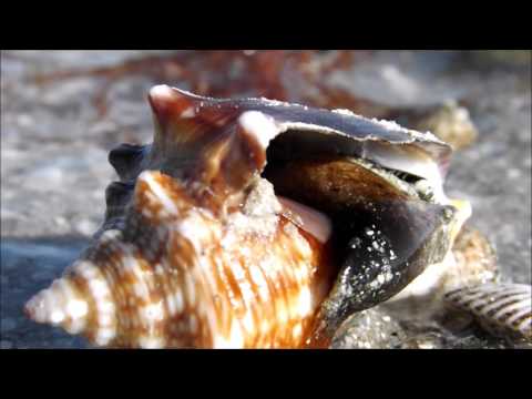Extreame Low Tide Reveals Alien Sea Snail World