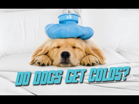 Do Dogs Get Colds? (What You Need to Know)