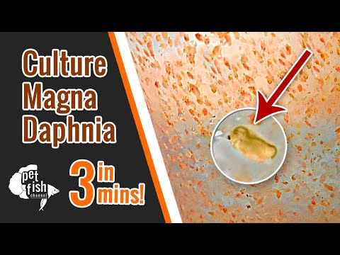 How to culture DAPHNIA MAGNA | The easy way