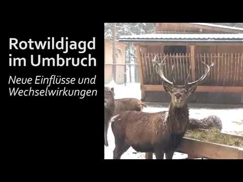 Motivation: Rotwild im Revier