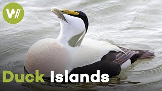 Norway: How Islanders Protect Eider Ducks in the Vega Archipelago | Paradise Preserved (4/5)