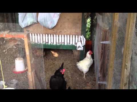 YouTube video about: Can chickens eat rabbit poop?