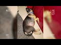 Bujji German Shepherd Sleep Kaipulla Famous Dialogue Inum Yeanda Mulichutu Iruka Thungu