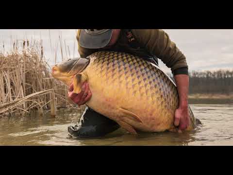 Pescuit lacul Cetariu (record crap comun 36,4 kg)