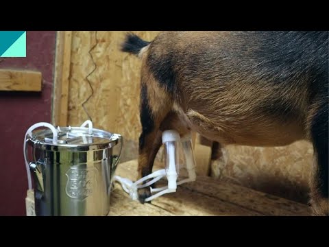 Goat Milk Machine review #goats #goatmilk #goatmilking