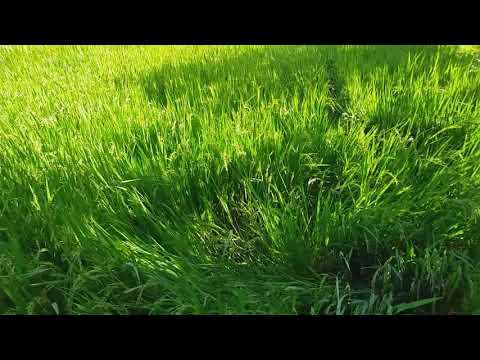 BW 367 Paddy Variety