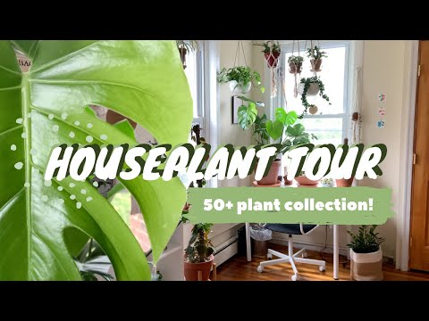 HOUSEPLANT TOUR! | plant care tips + best beginner plants!