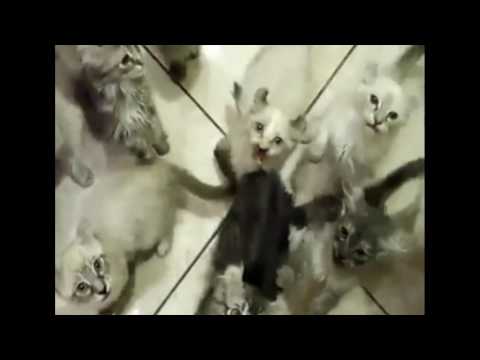 Cat's concert (Kassikontsert) - Mati Nuude & APELSIN