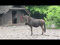 Brindled Wildebeest Connochaetes Taurinus