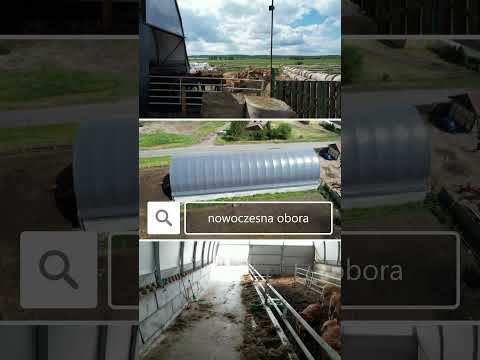 Hala tunelowa jako #obora. #bydłomięsne #hodowladydła #rolnictwo #gospodarstwo #shorts #arbena