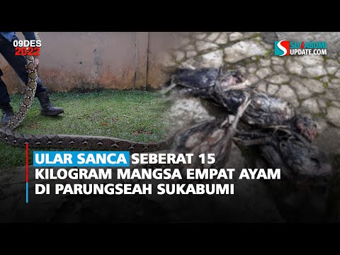Ular Sanca Seberat 15 Kilogram Mangsa Empat Ayam di Parungseah Sukabumi
