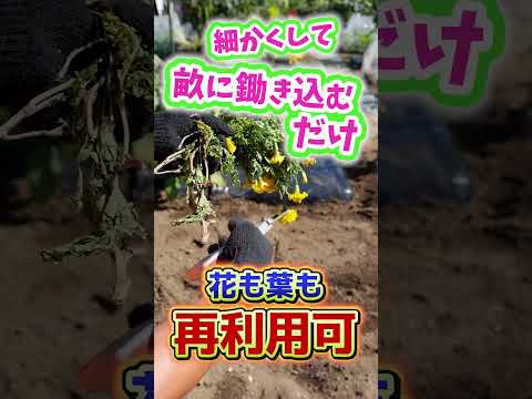 なぜマリーゴールドを菜園に植えるのですか？いつ、どのように行うのですか?  庭園