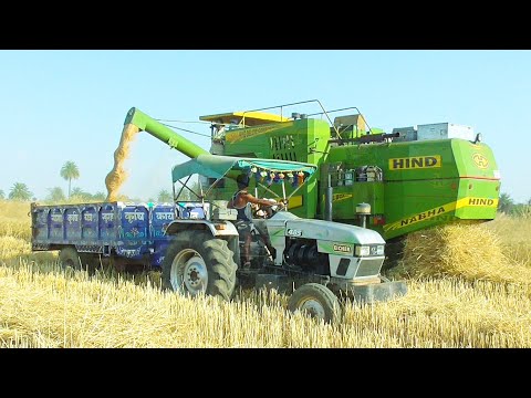 Hind 999 Harver cutting wheat crop | Eicher 485 Tractor | Massey Ferguson 241 Tractor