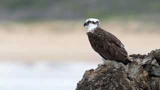 Photographing Osprey On The Edge of a Cliff