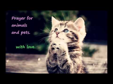 prayer for cats, dogs and other pets and animals