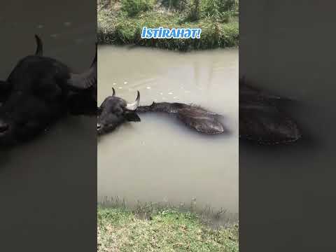 Görün camış necə dincəlir! 🐃😄