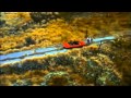 Sash - La Primavera (HD).avi 