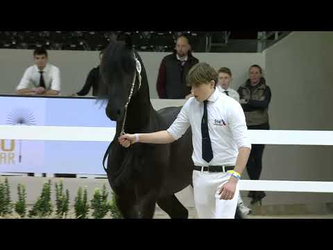 HK 2026 – Event 1 Part 2 – Second viewing of the selected young stallions – English