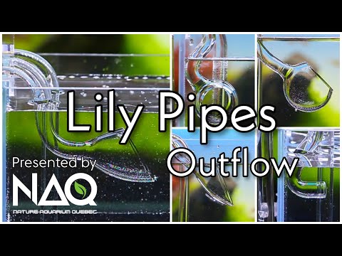 Lily pipes in aquarium, for a clean looking aquascape