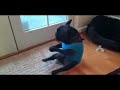 Dancing Animals Funny Video