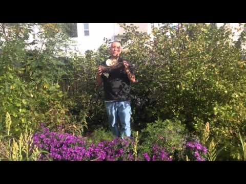 polyculture pattern language