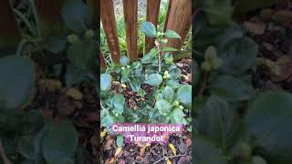 Camellia japonica just can’t wait!