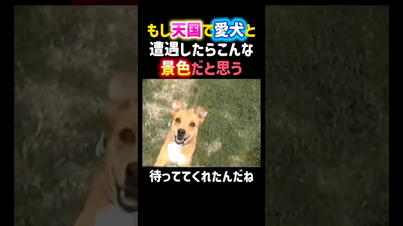 もし天国で愛犬と遭遇したらこんな景色だと思う🥹待っててくれたんだね✨