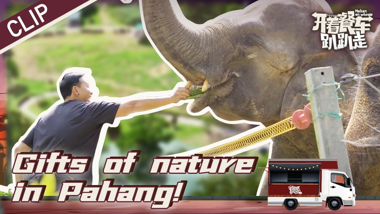 Experiencing the gifts of nature and the charms of Pahang 彭亨 | Makan On Wheels 开着餐车趴趴走 Extras
