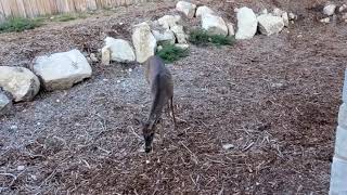 Deer families compete for food and a man walking by spooks them