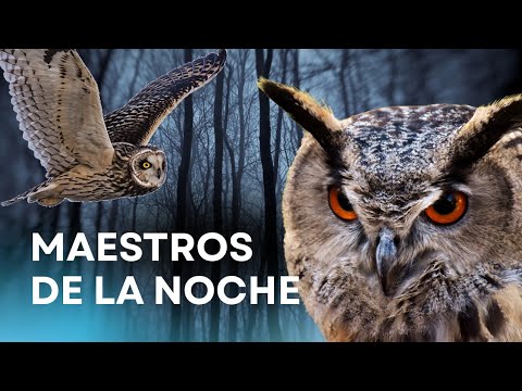 Búhos: Los Verdaderos Amos de la Noche | Documental Vida Salvaje