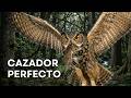 Búhos: Los Verdaderos Amos de la Noche | Documental Vida Salvaje