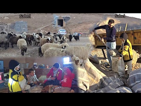 Nomadic life of Engineer Babazadeh: children's empathy with sheep and dogs in the heart of the mount