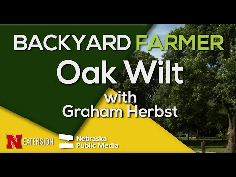 Oak Wilt Disease in Trees | Symptoms, Spread & Prevention