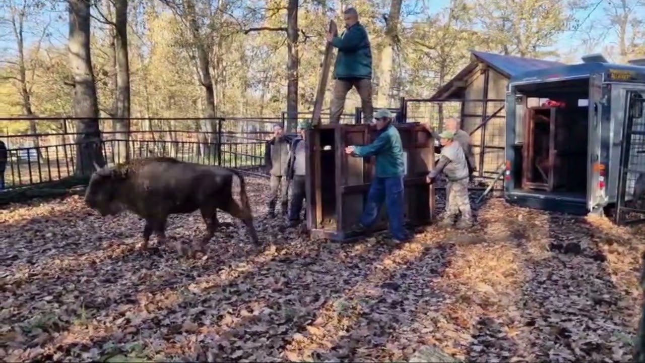 Új bölények érkeztek a marosvásárhelyi állatkertbe