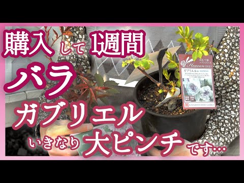 しおれたバラにジャガイモを使って植える：神話か現実か？  庭園
