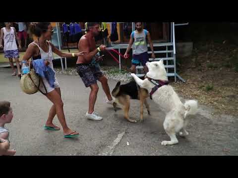 ジャーマン・シェパードの子犬と秋田犬の成犬との闘犬