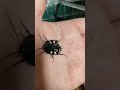 Question mark roaches Therea olegrandjeani ... Apparently my children too. Question mark roaches Therea olegrandjeani ... Apparently my children too.