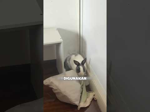 Membantu Kelinci Hamil Membuat Sarang Hangat untuk Melahirkan #shorts