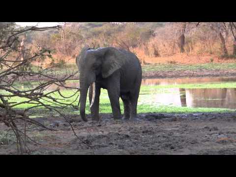 Tusker Having a Mud Bath in Katavi