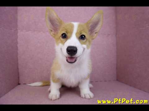 08/03雙色柯基犬母幼犬