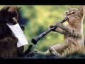 Állati zenészek...Zene: Casa De Amor - Armik