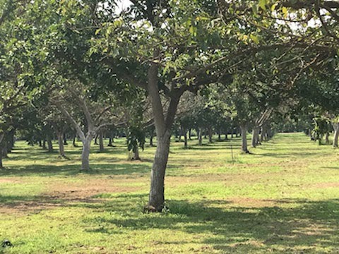 Walnut Acres, 16 ACRE ORGANIC WALNUT FARM