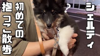 Sheepdog's first walk🐶