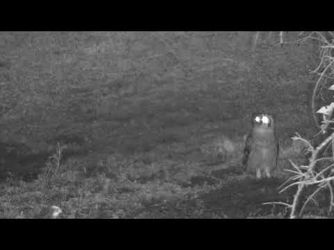 Djuma: Verreaux's Eagle Owl at shallow end of dam - 18:44 - 06/27/21