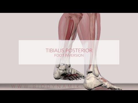 Tibialis Posterior Muscle Function: Foot Inversion