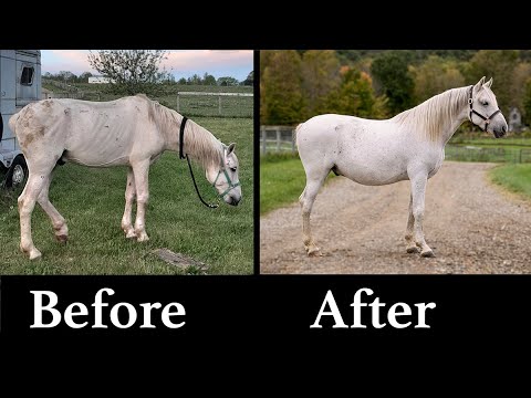 YouTube video about: How to become a horse rescue?