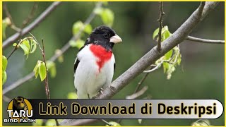 Download lagu Suara Masteran Burung Rose Breasted Grosbeak mp3